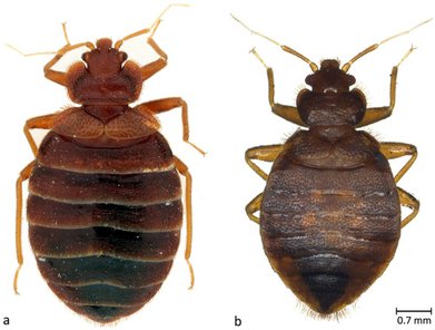 Tropical Bed Bug